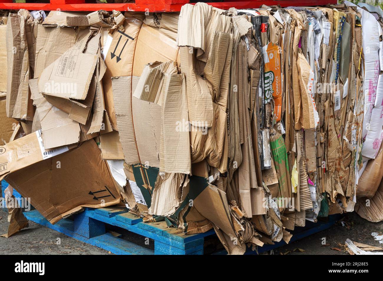 Pallet di cartone per rifiuti imballati e compressi pronti per la raccolta del riciclaggio, vicino ad Ayr, Scozia, Regno Unito Foto Stock