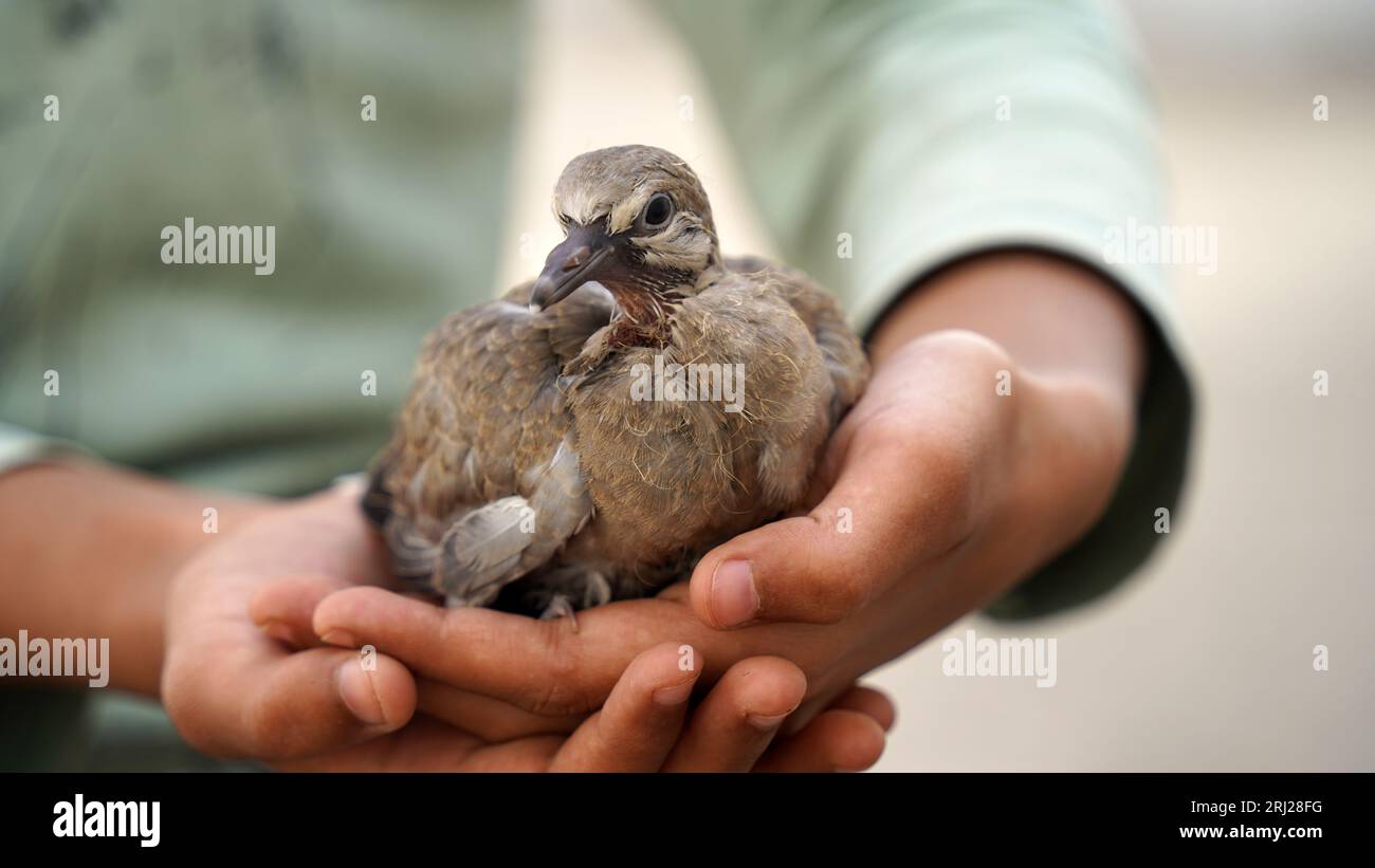 Salva uccelli, la piccola tipa è seduta sul palmo della sua mano. Sparrow Chick in mano all'uomo. Primo piano. Foto Stock