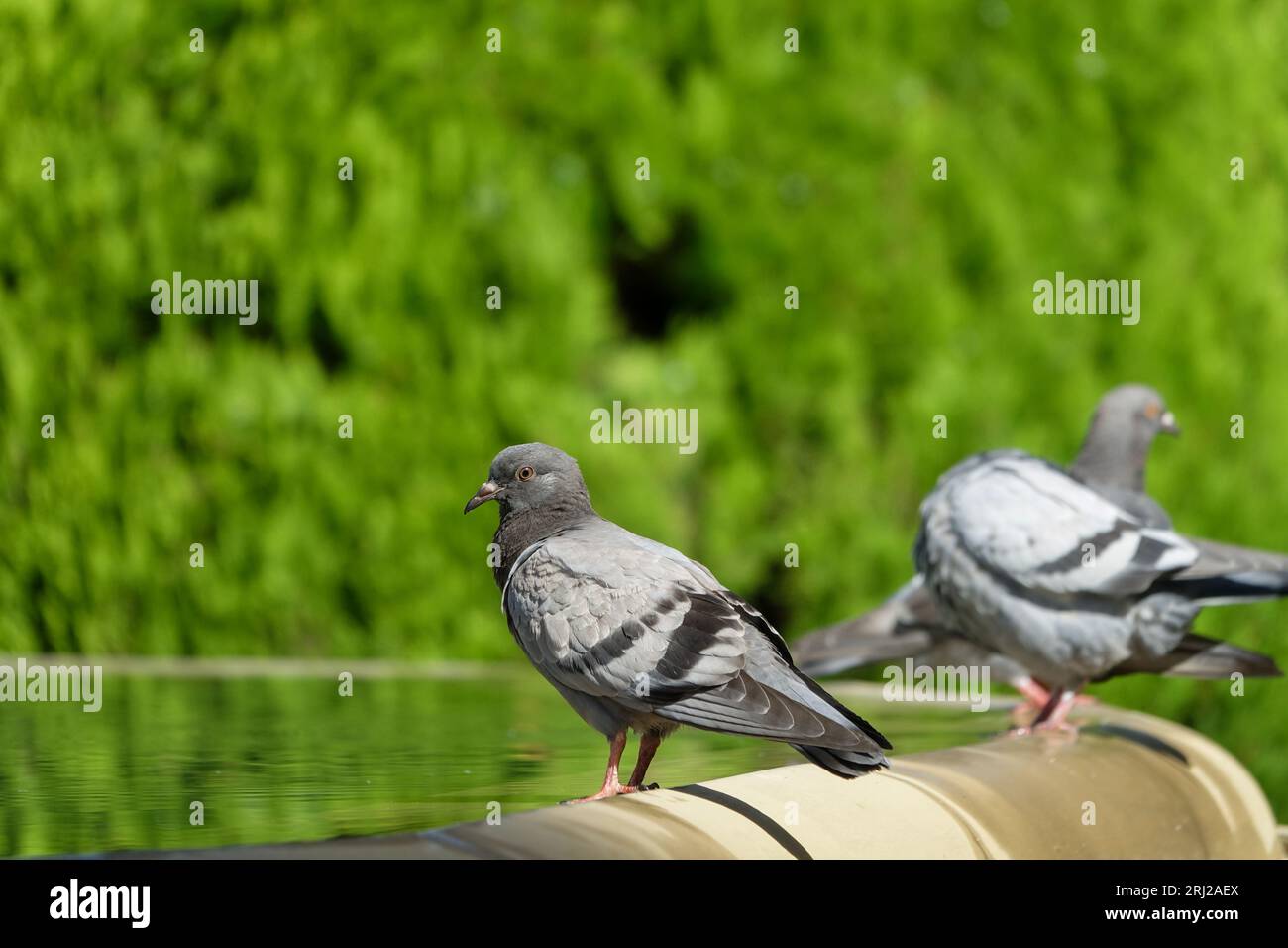 Piccioni sull'acqua di una fontana in un parco Foto Stock