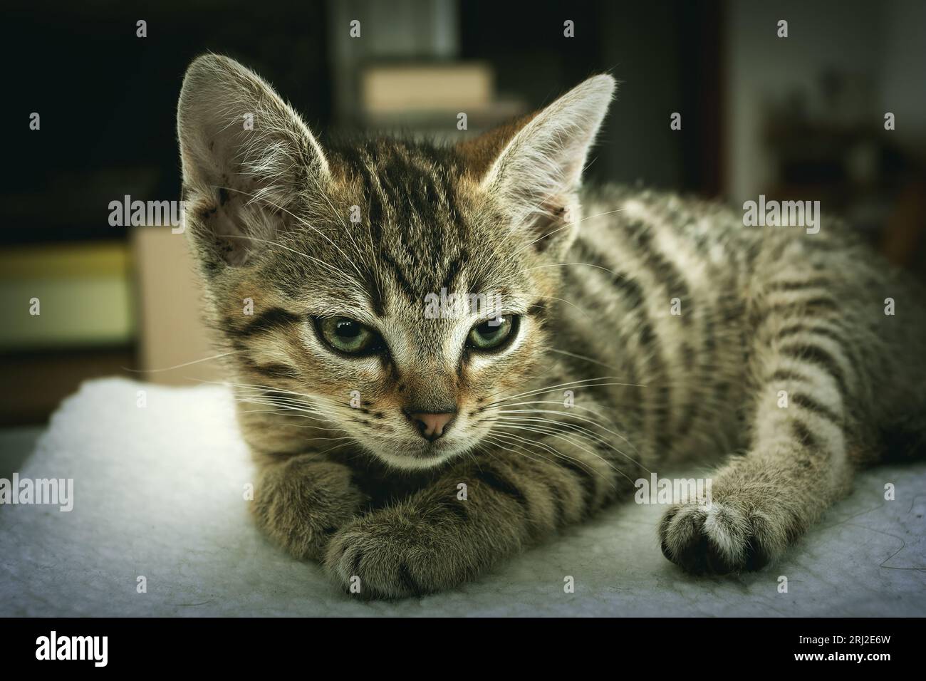 un simpatico primo piano con gattino, un animale domestico seduto su una coperta bianca per gli animali domestici Foto Stock