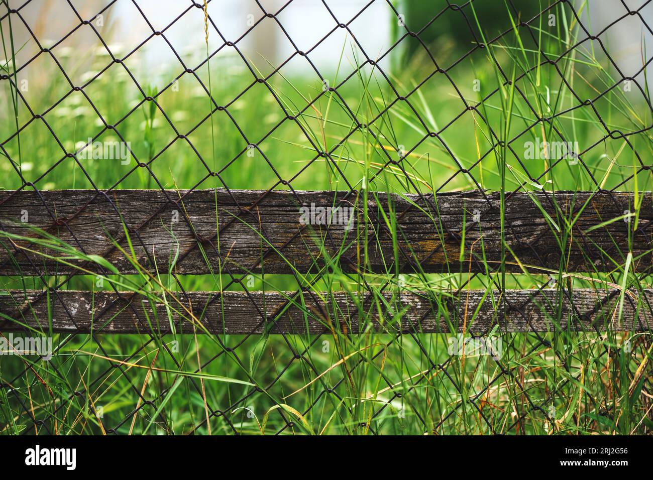 Vecchia recinzione arrugginita con maglie a catena e erba verde, messa a fuoco selettiva Foto Stock