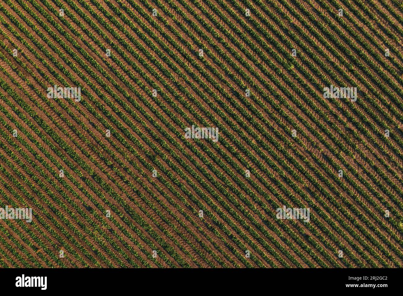 File di colture di soia nei campi che formano un motivo a strisce, shot aereo dal drone pov direttamente sopra Foto Stock