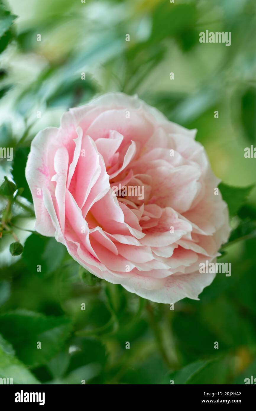 Rosa Kir Royal in fiore Foto Stock