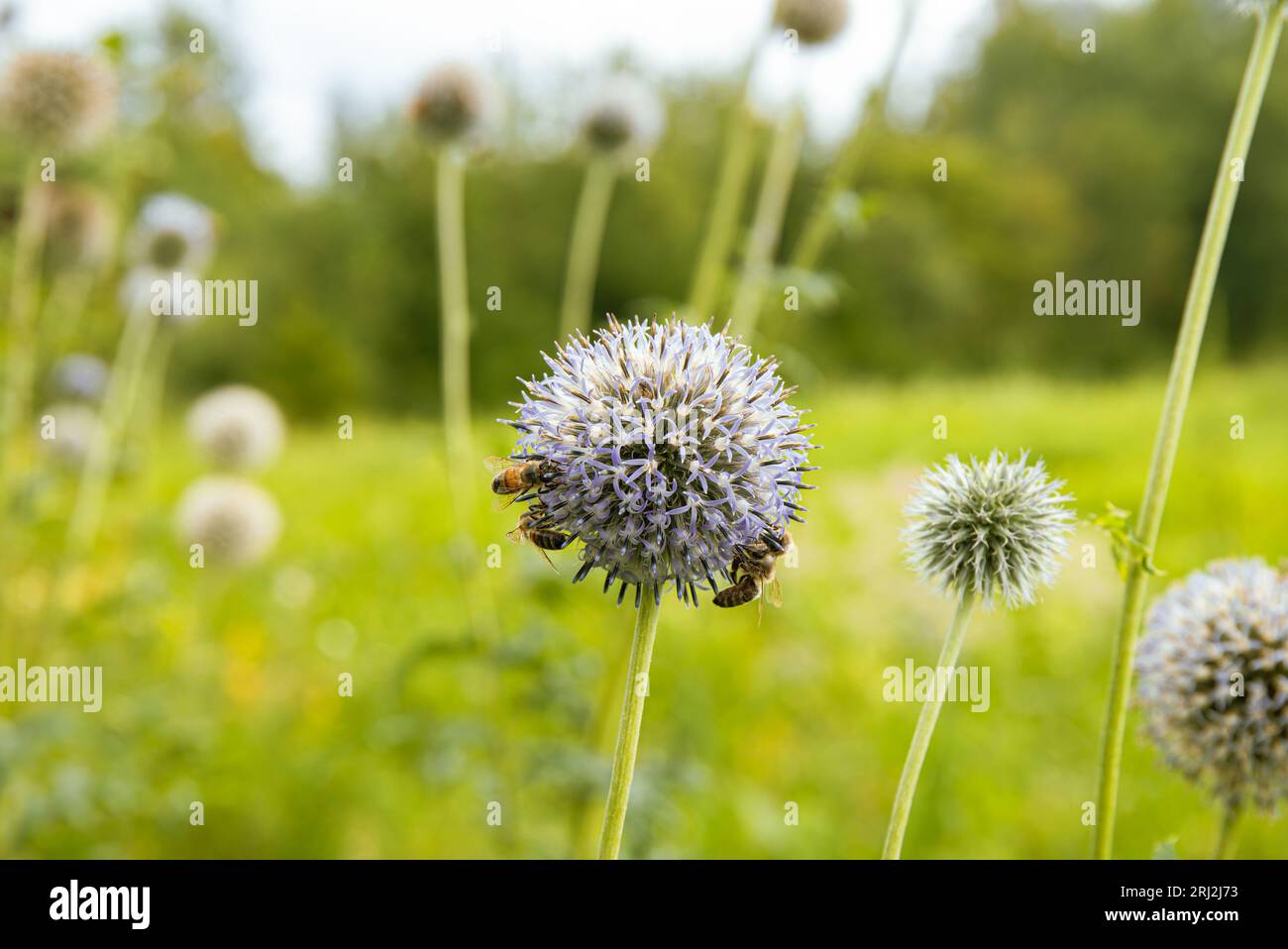 Echinops sphaerocephalus, noto come Globe-thistle ghiandolare, Great Globe-thistle o Globe-thistle pallido con api da miele che raccolgono il miele all'aperto. Foto Stock