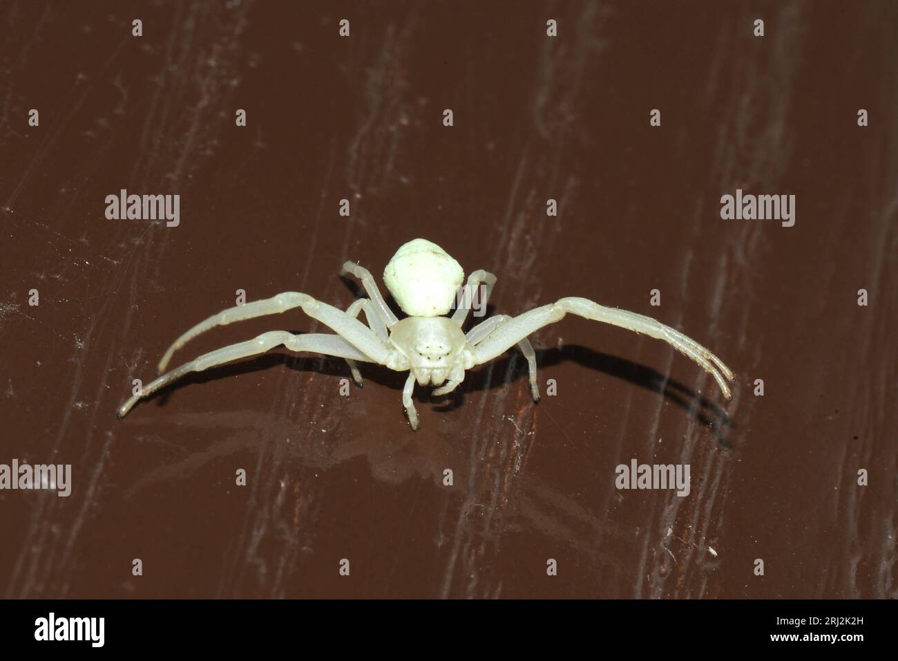 Ragno di granchio Misumena vatia carnivoro, che si nutre principalmente di mosche scirofide. Colore del corpo bianco o giallo, ma può cambiare colore a causa della preda Foto Stock