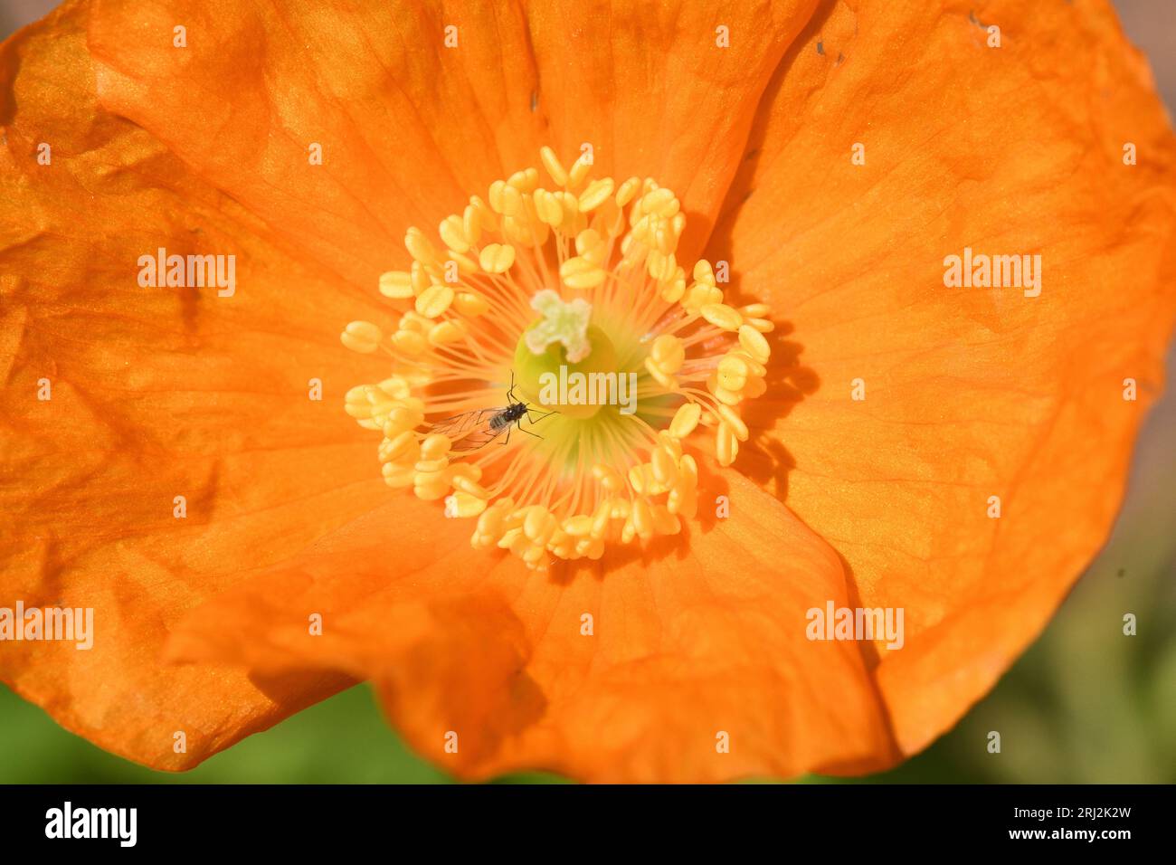 Orange Welsh Poppy "Meconopsis cambrica aurantiaca" impollinata da una piccola mosca. Foto Stock