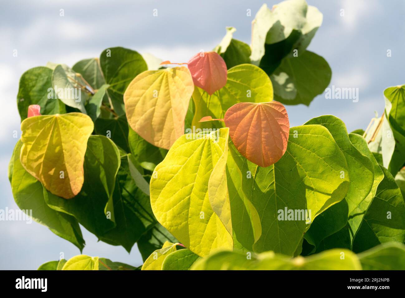 Redbud, Cercis canadensis "The Rising Sun", Leaves, Canadian Redbud, Green, Orange, fogliame Foto Stock