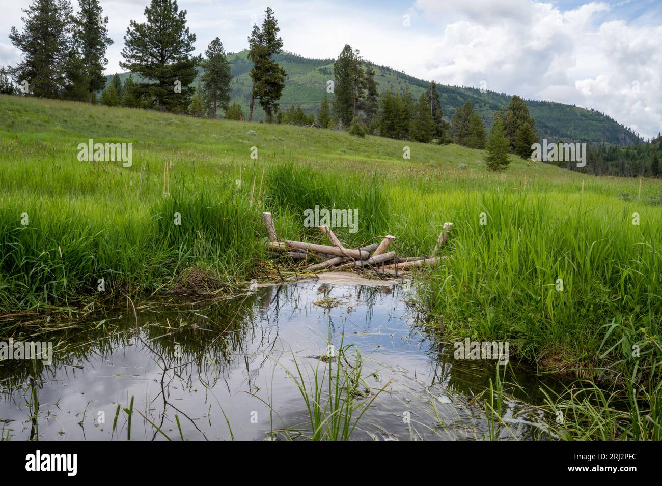 11/6/22.Wild Horse Creek, Montana. Analoghi della diga di Beaver (BDA) e piantine di salice utilizzate per rallentare il flusso d'acqua del torrente raddrizzato per l'irrigazione 100 anni. Foto Stock