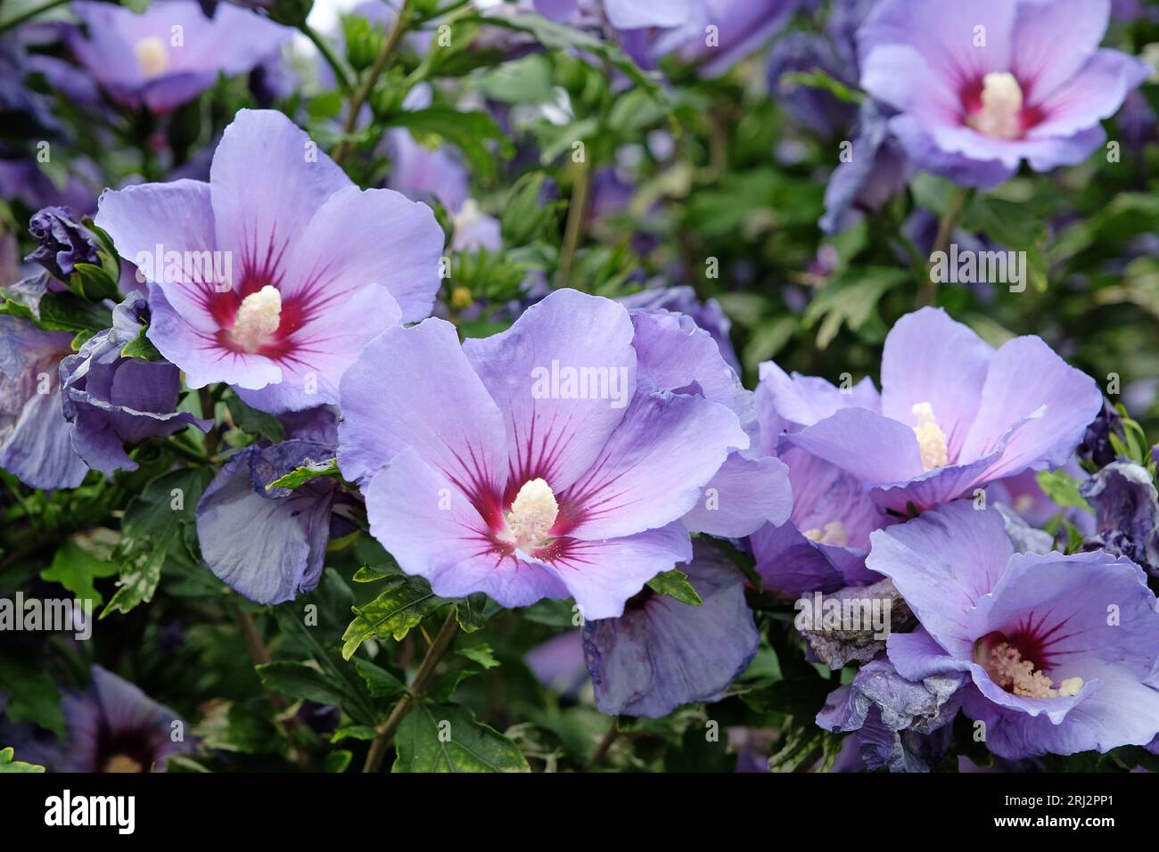 Hibiscus syriacus flower immagini e fotografie stock ad alta ...