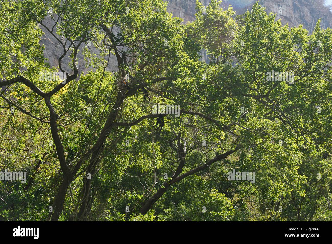 Scimmie ragno, alberi, verde, canyon del sumidero, dondolante, giungla a chiapas, messico Foto Stock