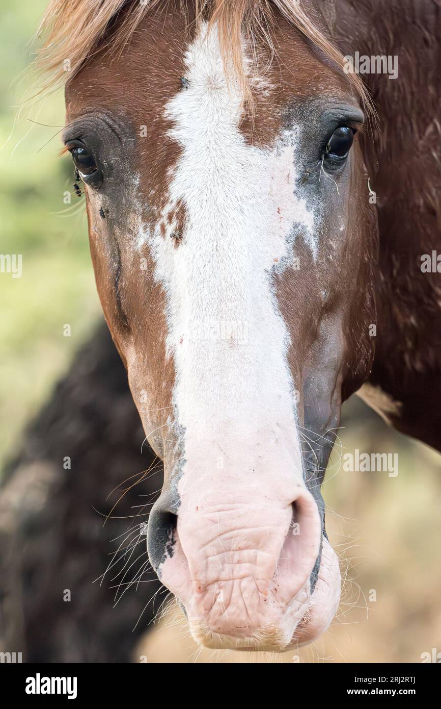 Guarda negli occhi di un animale e vedrai la loro anima Foto Stock