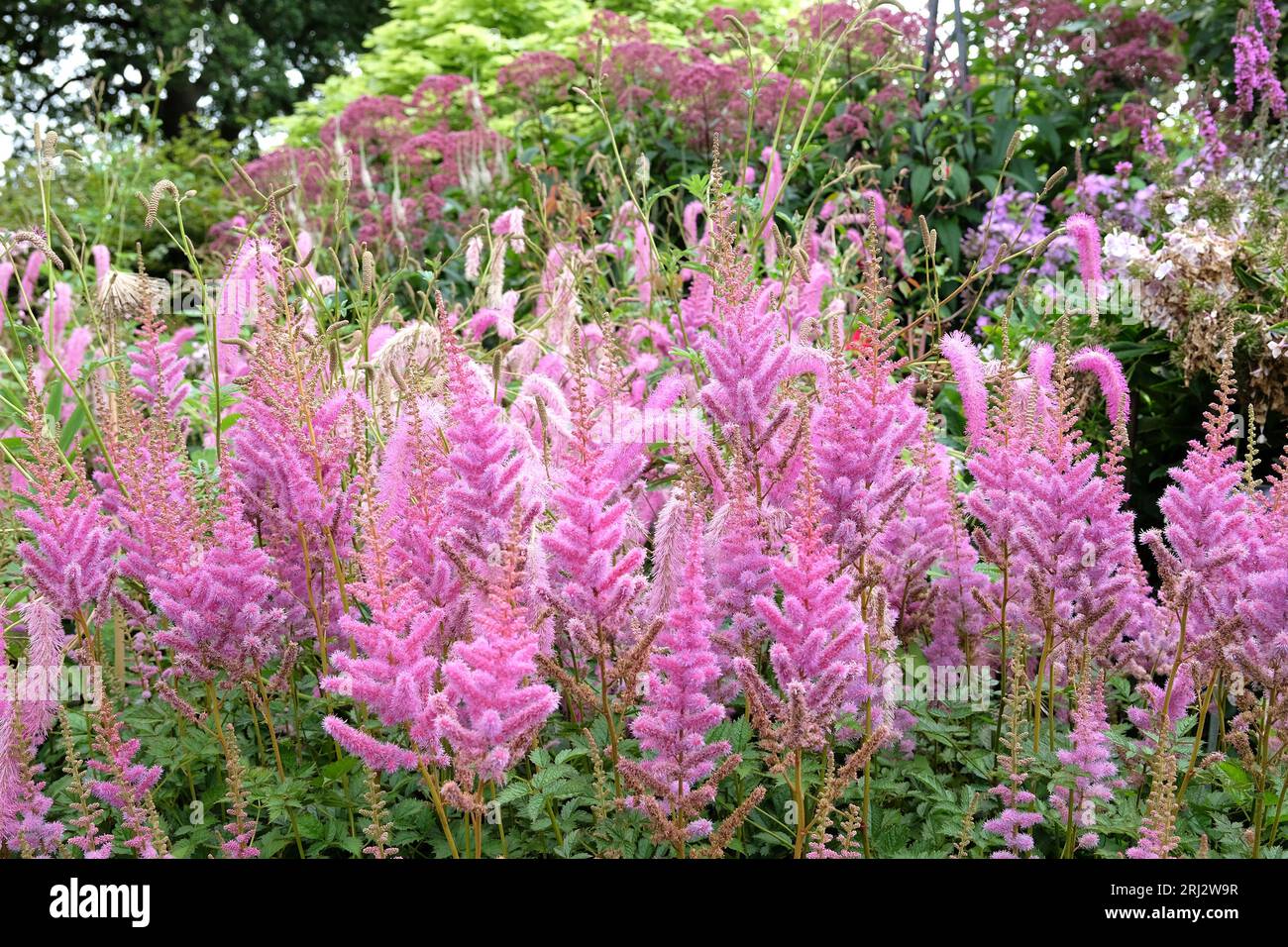 Astilbe viola, falsa barba di capra o falsa spirea 'obergartner jurgens' x arendsii, in fiore. Foto Stock