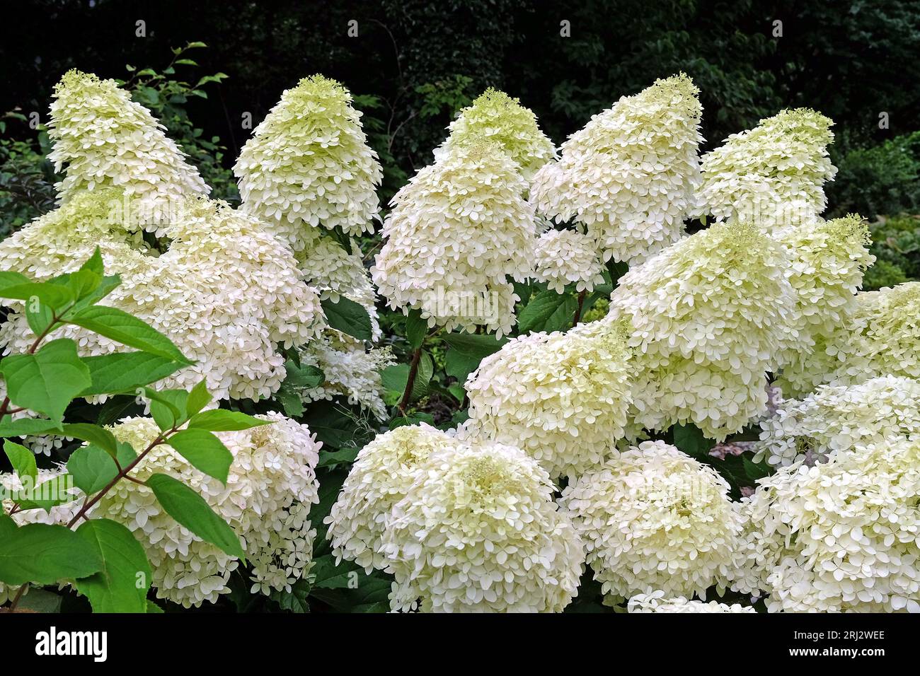 Grande Hydrangea paniculata "Phantom" bianca in fiore. Foto Stock