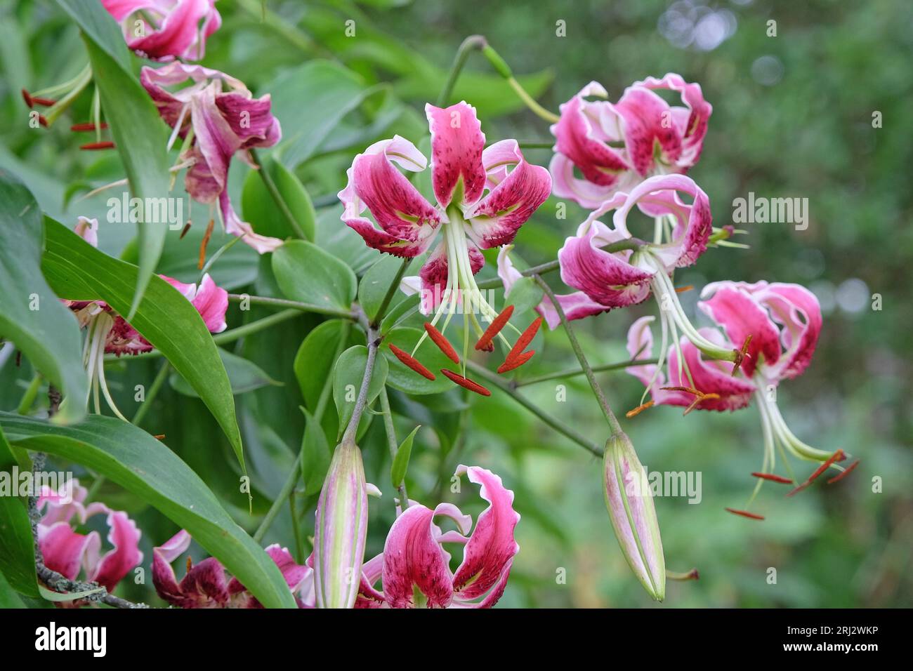 Giglio rosa turkscap, Black Beauty, in fiore. Foto Stock