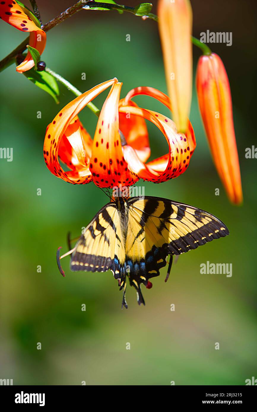 Una farfalla a coda di rondine a due punte (Papilio multicaudata) su una tigre Lilly in un giardino di Cape Cod (USA) Foto Stock