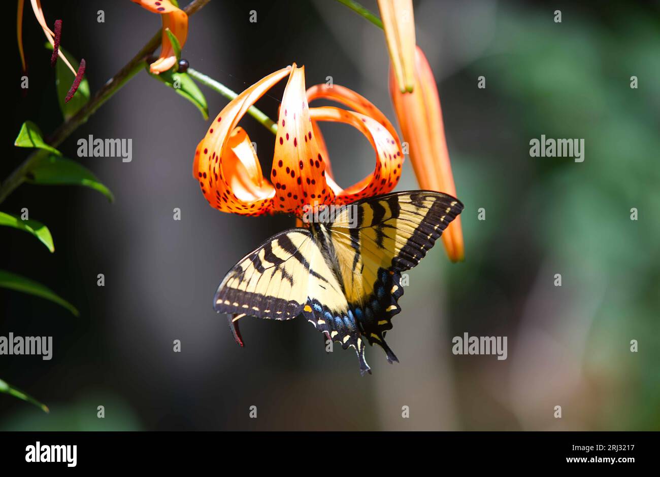 Una farfalla a coda di rondine a due punte (Papilio multicaudata) su una tigre Lilly in un giardino di Cape Cod (USA) Foto Stock