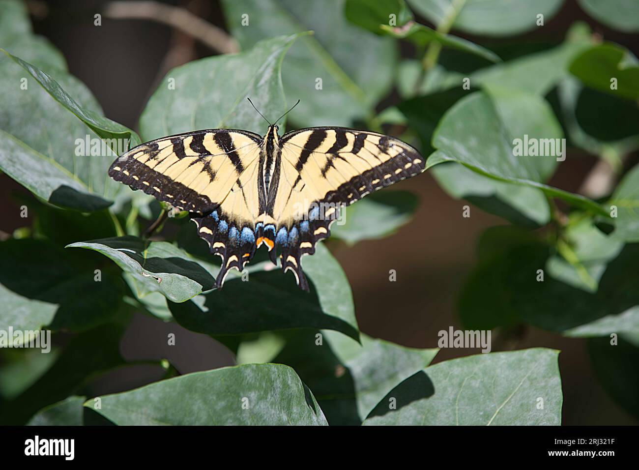 Una farfalla a coda di rondine a due punte (Papilio multicaudata) su una foglia in un Cape Cod Garden (USA) Foto Stock
