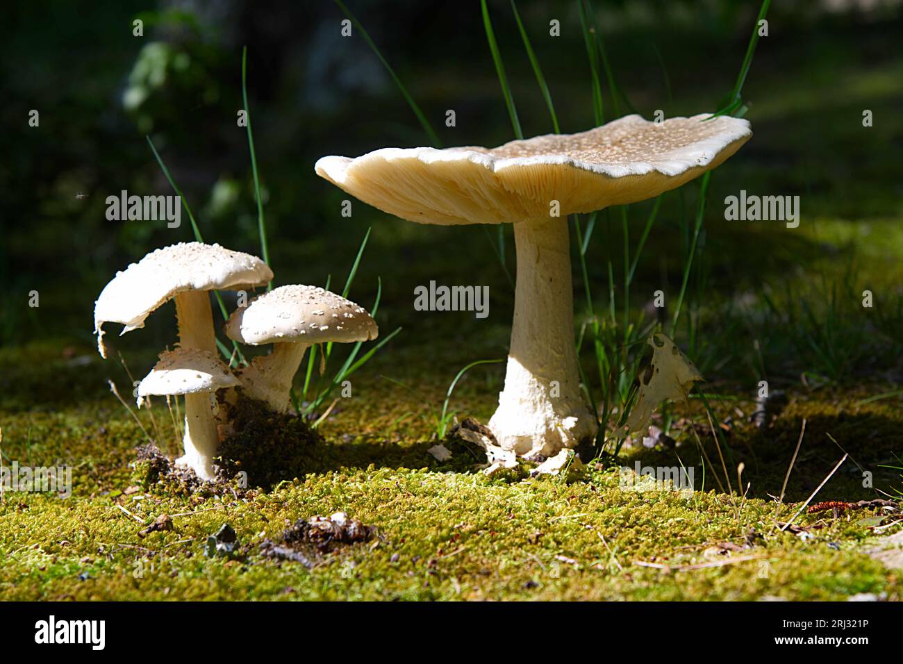 Funghi (funghi) che crescono selvaggi nei boschi di Cape Cod, Massachusetts, USA Foto Stock