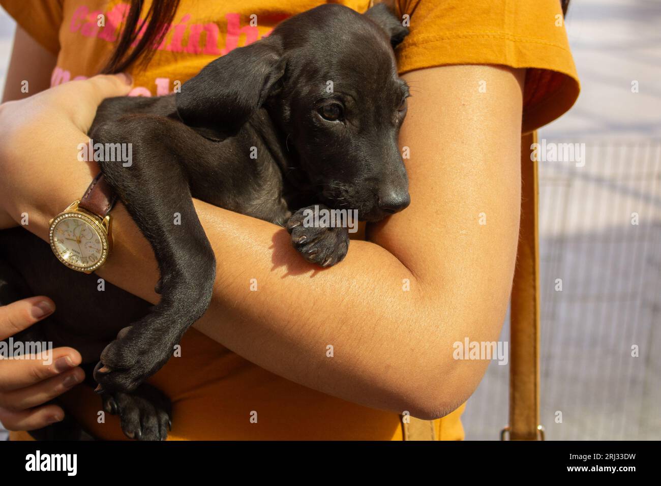 Goiania, Goias, Brasile – 19 agosto 2023: Dettaglio di un cucciolo, nero, tra le braccia di una persona che indossa una camicia arancione. Foto Stock
