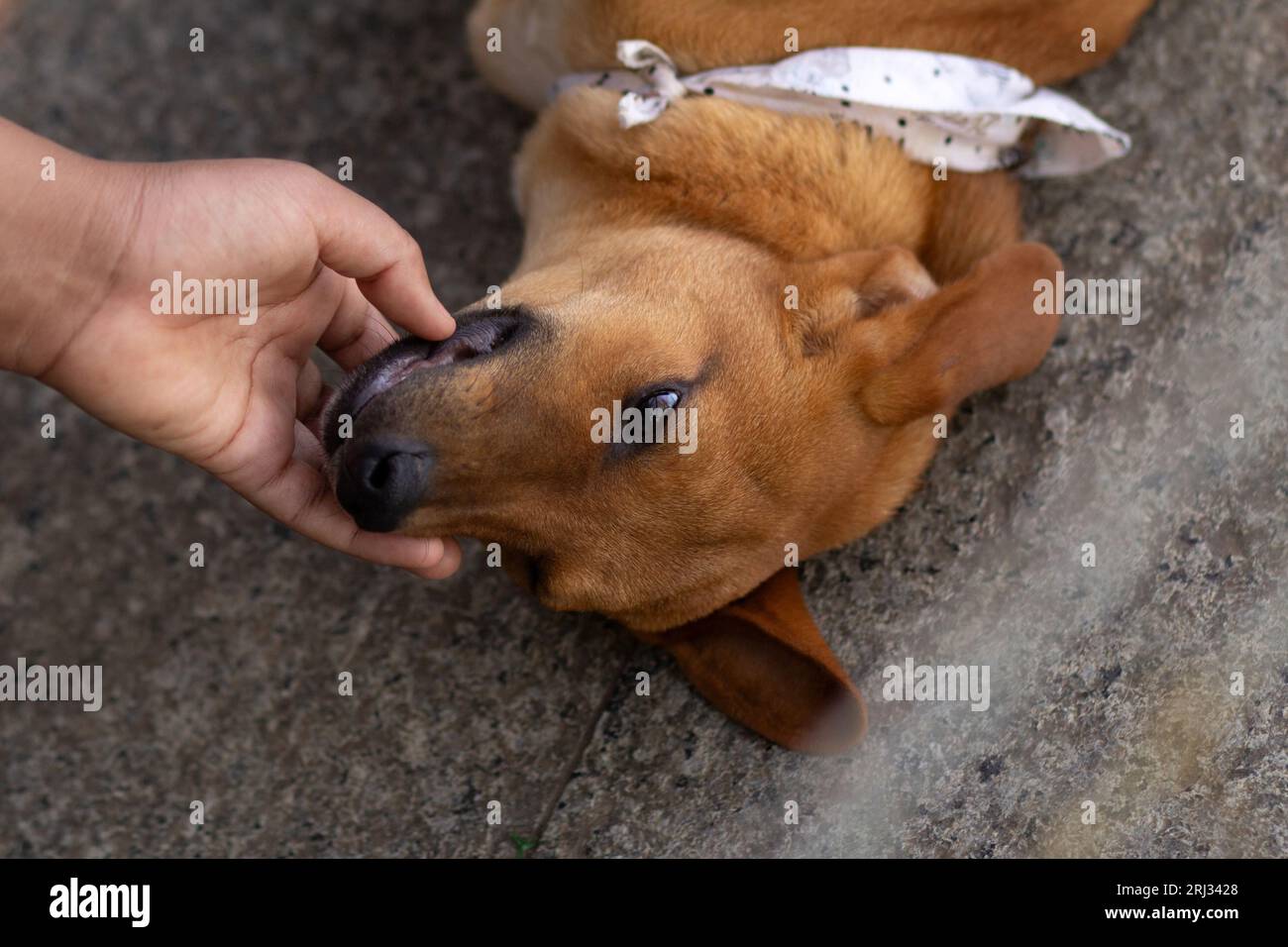 Goiania, Goias, Brasile – 19 agosto 2023: Dettaglio della mano di una persona che accarezza un cane che si trova sul pavimento di cemento in una fiera dell'adozione. Foto Stock