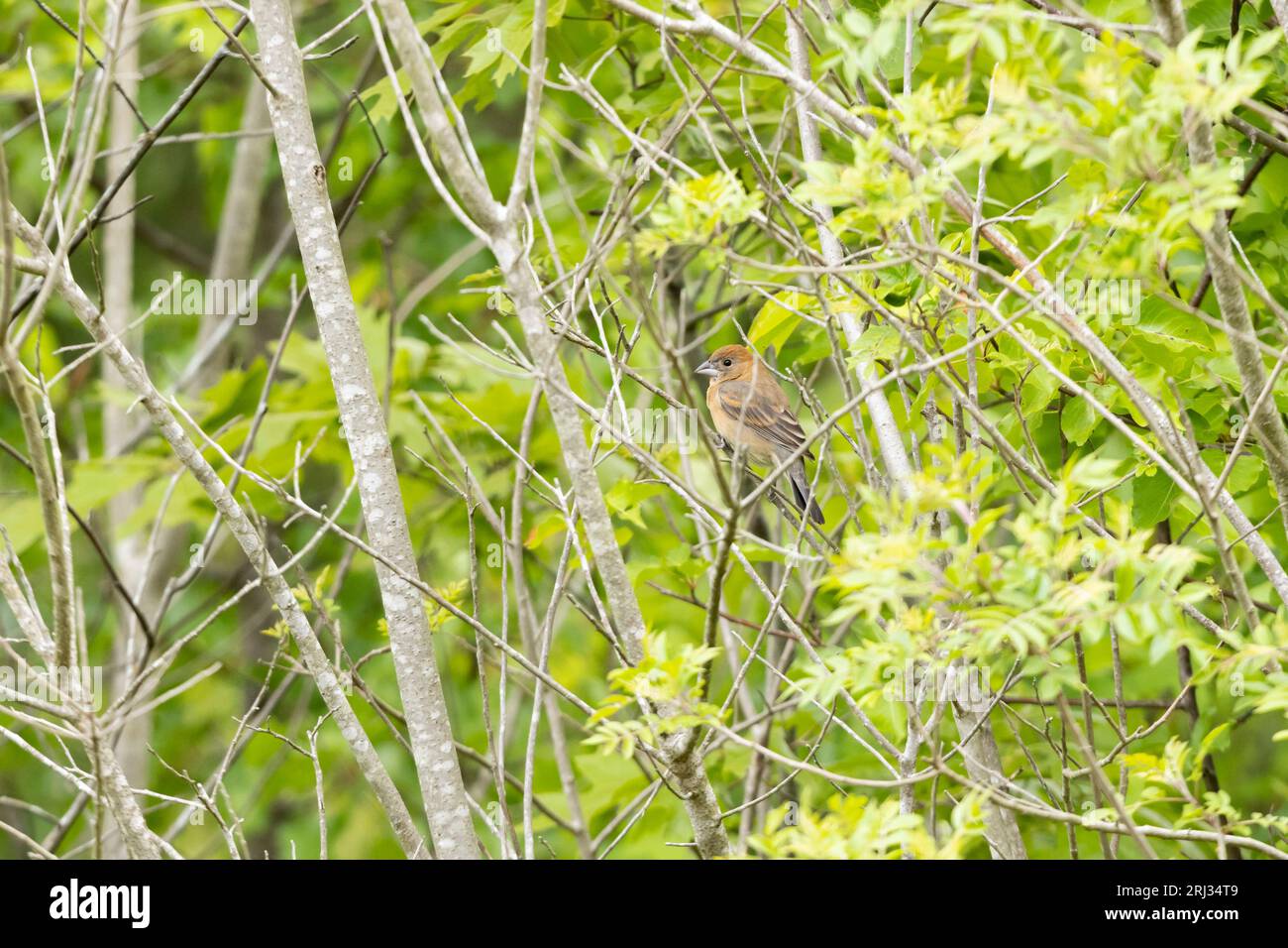 Blue Grosbeak Passerina caerulea, giovane maschio arroccato sulle cime degli alberi, Cox Hall Creek Wildlife Management area, New Jersey, USA, maggio Foto Stock