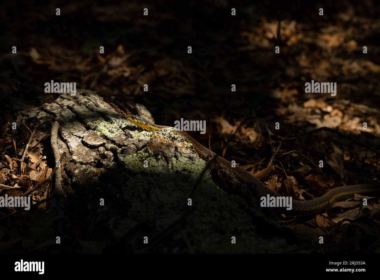 Serpente comune da giarrettiera Thamnophis sirtalis, adulti su terreno boschivo, Cox Hall Creek Wildlife Management area, New Jersey, USA, maggio Foto Stock
