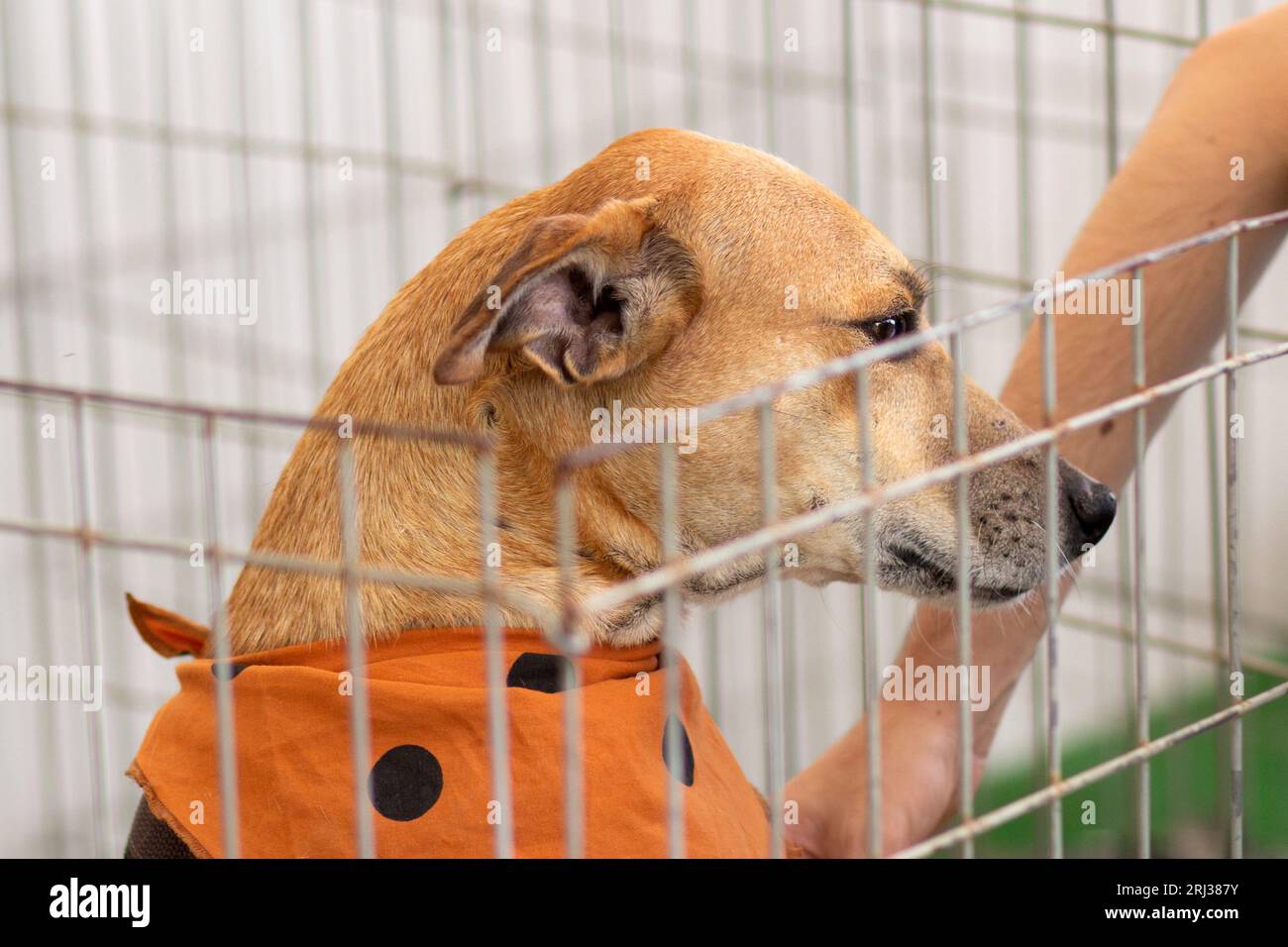 Goiania, Goias, Brasile – 19 agosto 2023: Un cane color caramello in una penna, accarezzato da una persona in una fiera dell'adozione per gli animali abbandonati. Foto Stock