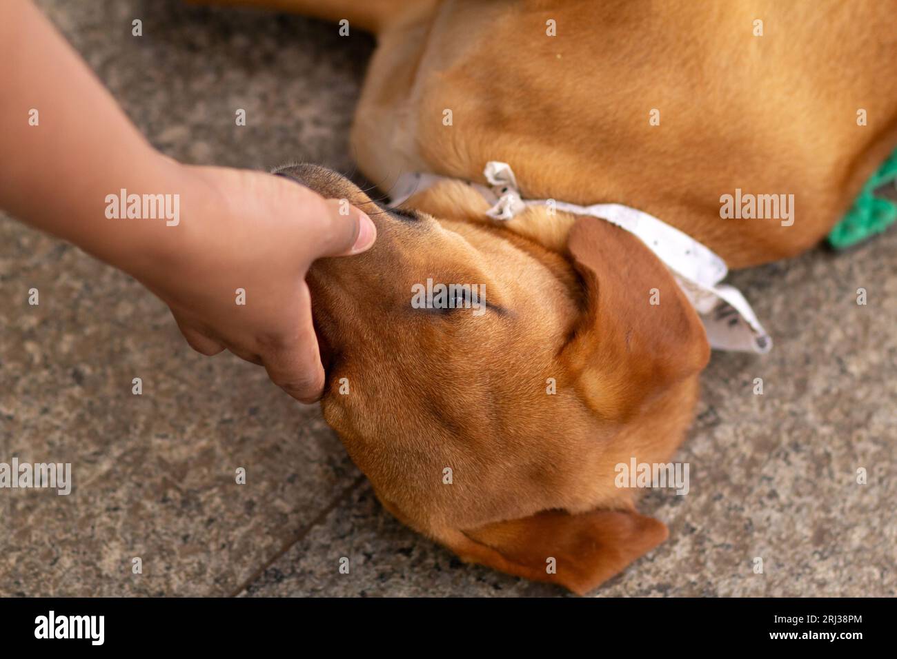 Goiania, Goias, Brasile – 19 agosto 2023: Dettaglio della mano di una persona che accarezza un cane che si trova sul pavimento di cemento in una fiera dell'adozione. Foto Stock