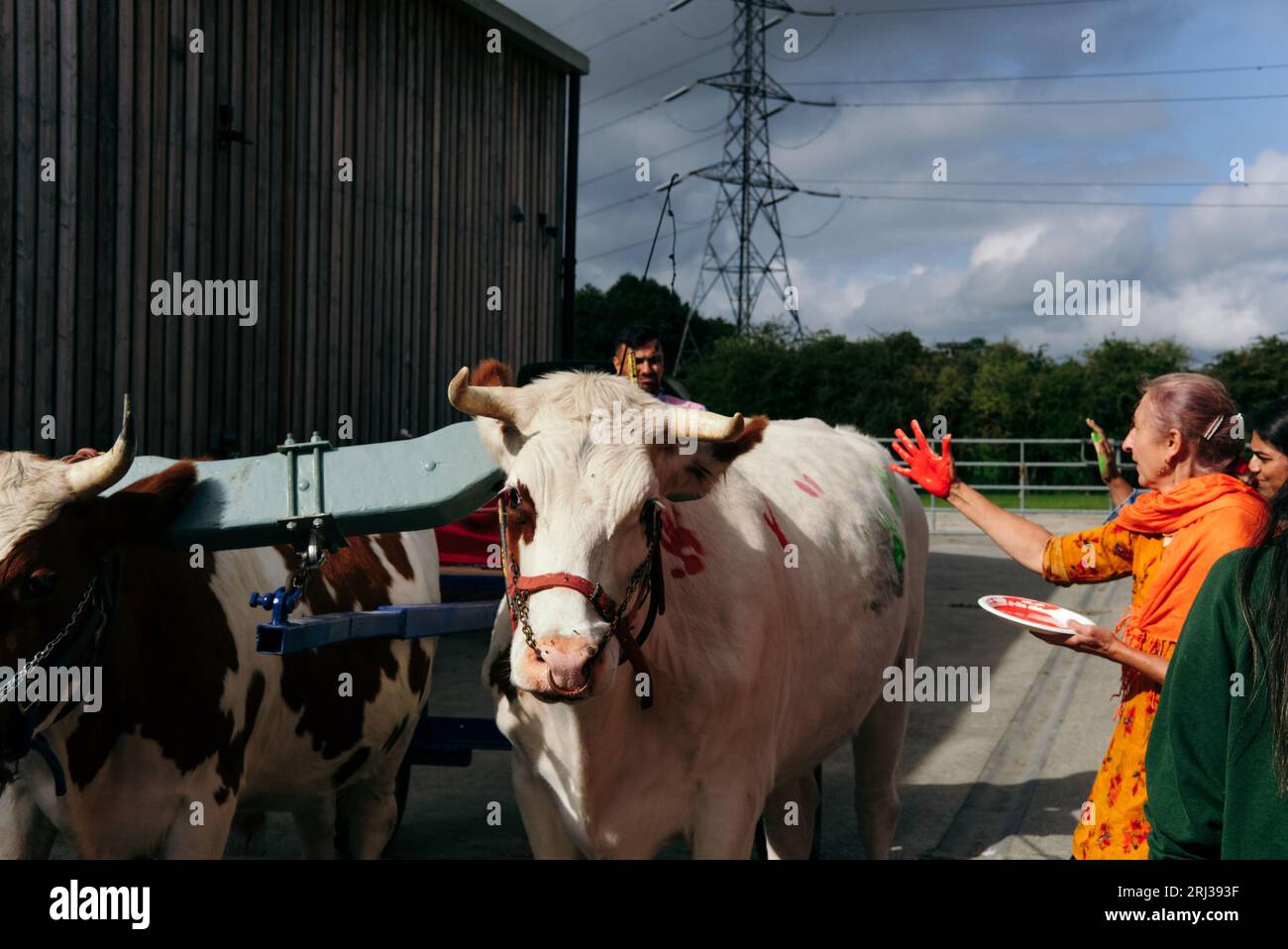 20 agosto 2023. Bhaktivedanta Manor celebra 50 anni con una processione di buoi e mucche dipinte, mentre i devoti di Hare Krishna cantano e ballano a loro modo. Crediti: Simon King/Alamy Live News Foto Stock