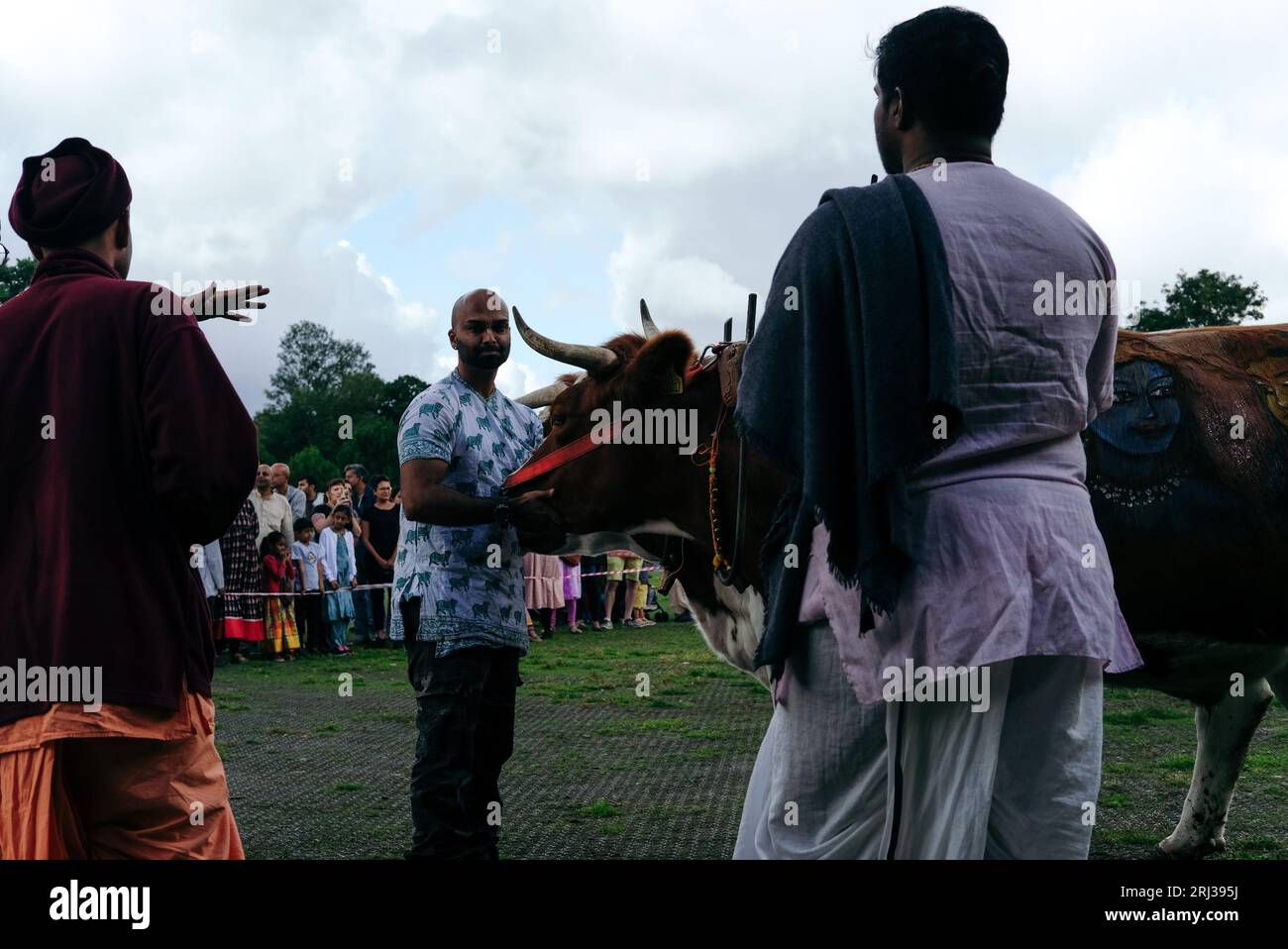 20 agosto 2023. Bhaktivedanta Manor celebra 50 anni con una processione di buoi e mucche dipinte, mentre i devoti di Hare Krishna cantano e ballano a loro modo. Crediti: Simon King/Alamy Live News Foto Stock