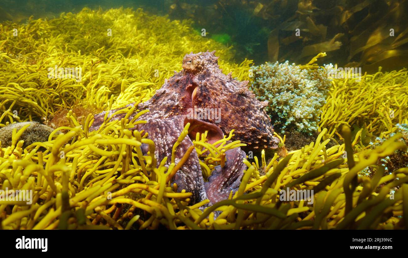 Polpo comune animale marino (Octopus vulgaris) sott'acqua nell'oceano Atlantico, scenario naturale, Spagna, Galizia Foto Stock