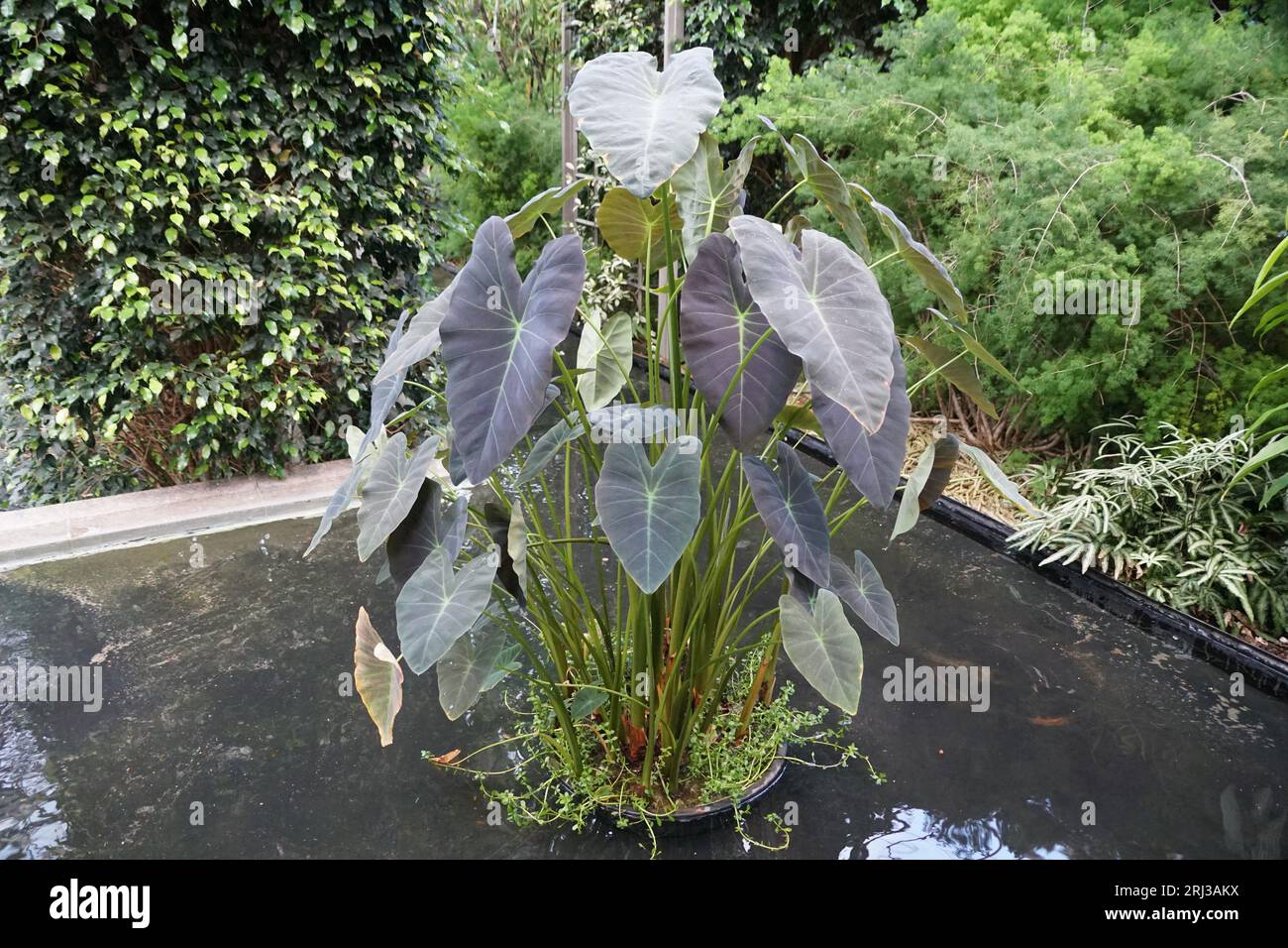 Bellissime foglie scure di Colocasia Esculenta "Coal Miner" che crescono all'interno di uno stagno Foto Stock