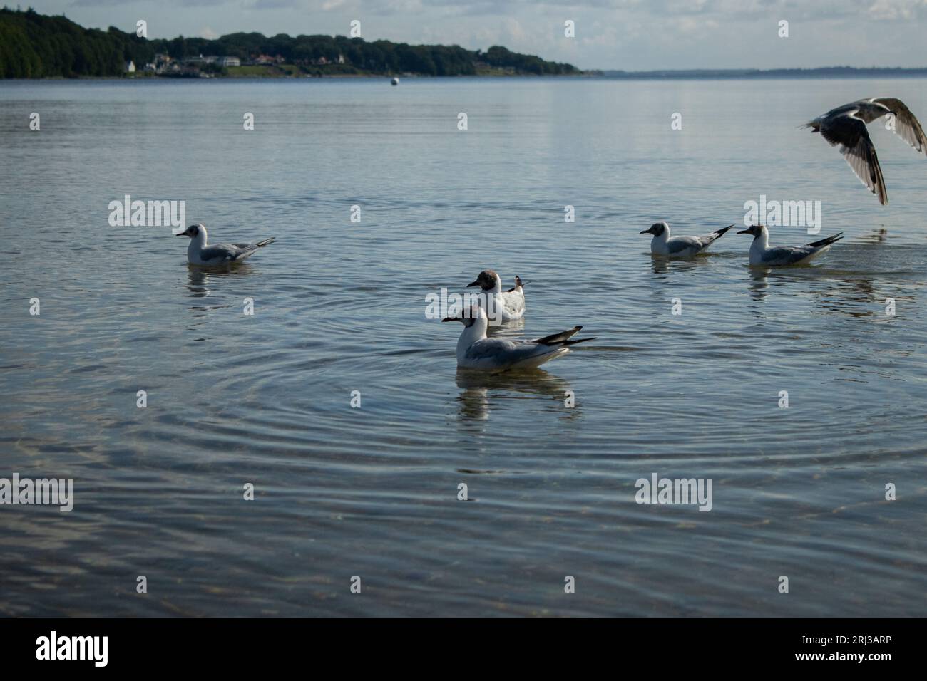 Uccelli gabbiano di mare sull'acqua, tempo nuvoloso Foto Stock