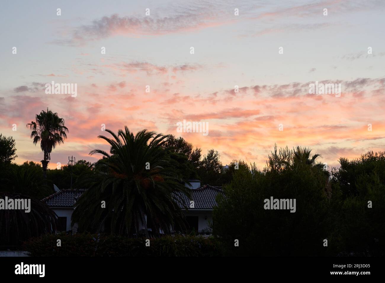 Una splendida silhouette al tramonto di alte palme contro un cielo vibrante, illuminata dai raggi dorati del sole che sorge Foto Stock