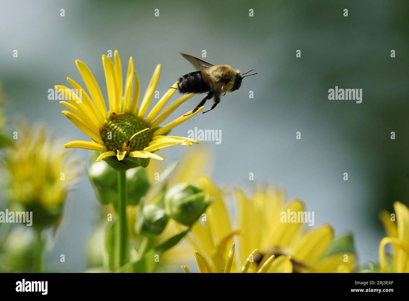 Fiori impollinanti Bumblebee. Foto Stock