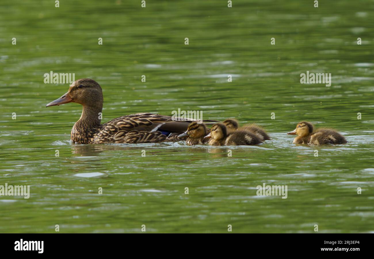 Una famiglia di anatre domestiche, tra cui un genitore e un anatra, che nuotano attraverso un ruscello nel Geist Park, Fishers, Indiana Foto Stock