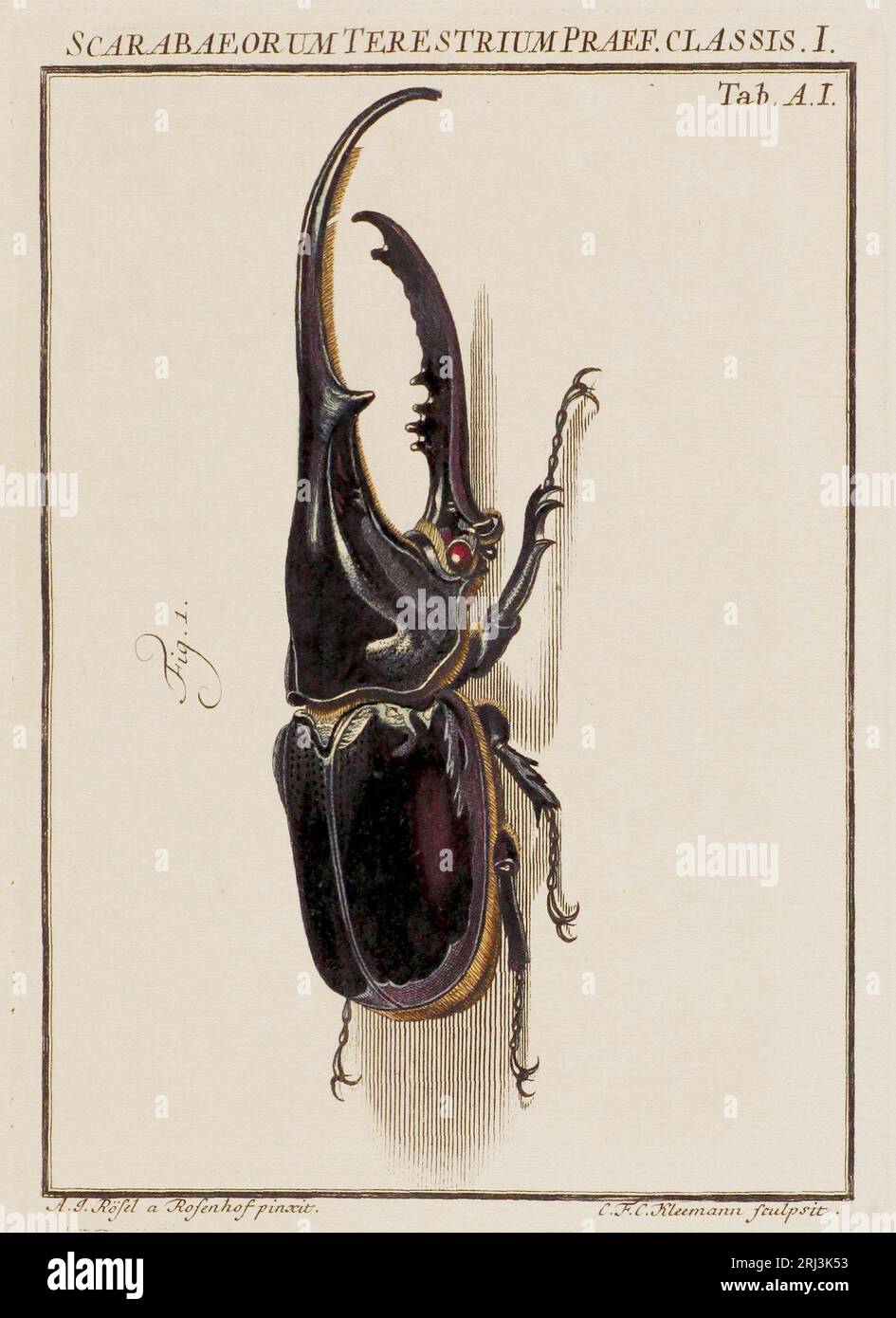 Illustrazione di Beetle. Questo è un piatto di un vecchio libro tedesco sugli insetti, in particolare le farfalle. Il libro è stato pubblicato intorno alla metà del 18t Foto Stock