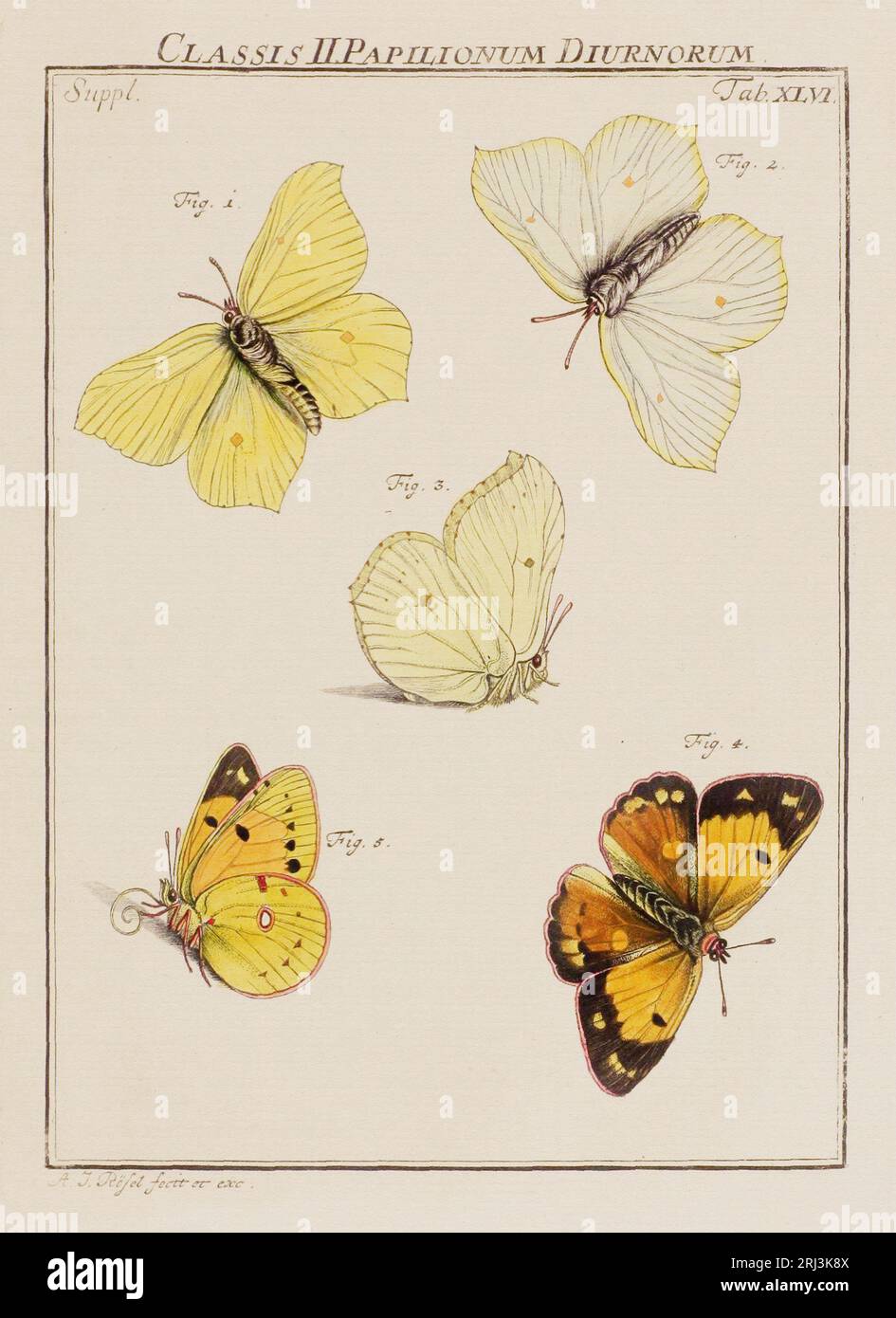 Illustrazione delle farfalle. Questo è un piatto di un vecchio libro tedesco sugli insetti, in particolare le farfalle. Il libro è stato pubblicato intorno alla metà di quest'anno Foto Stock