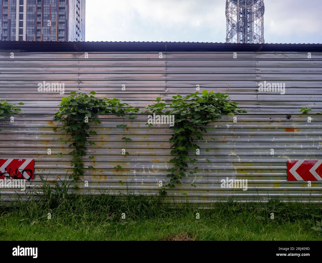 Ivy su una recinzione temporanea di ferro. Pianta su metallo. Cartello stradale sulla recinzione Foto Stock
