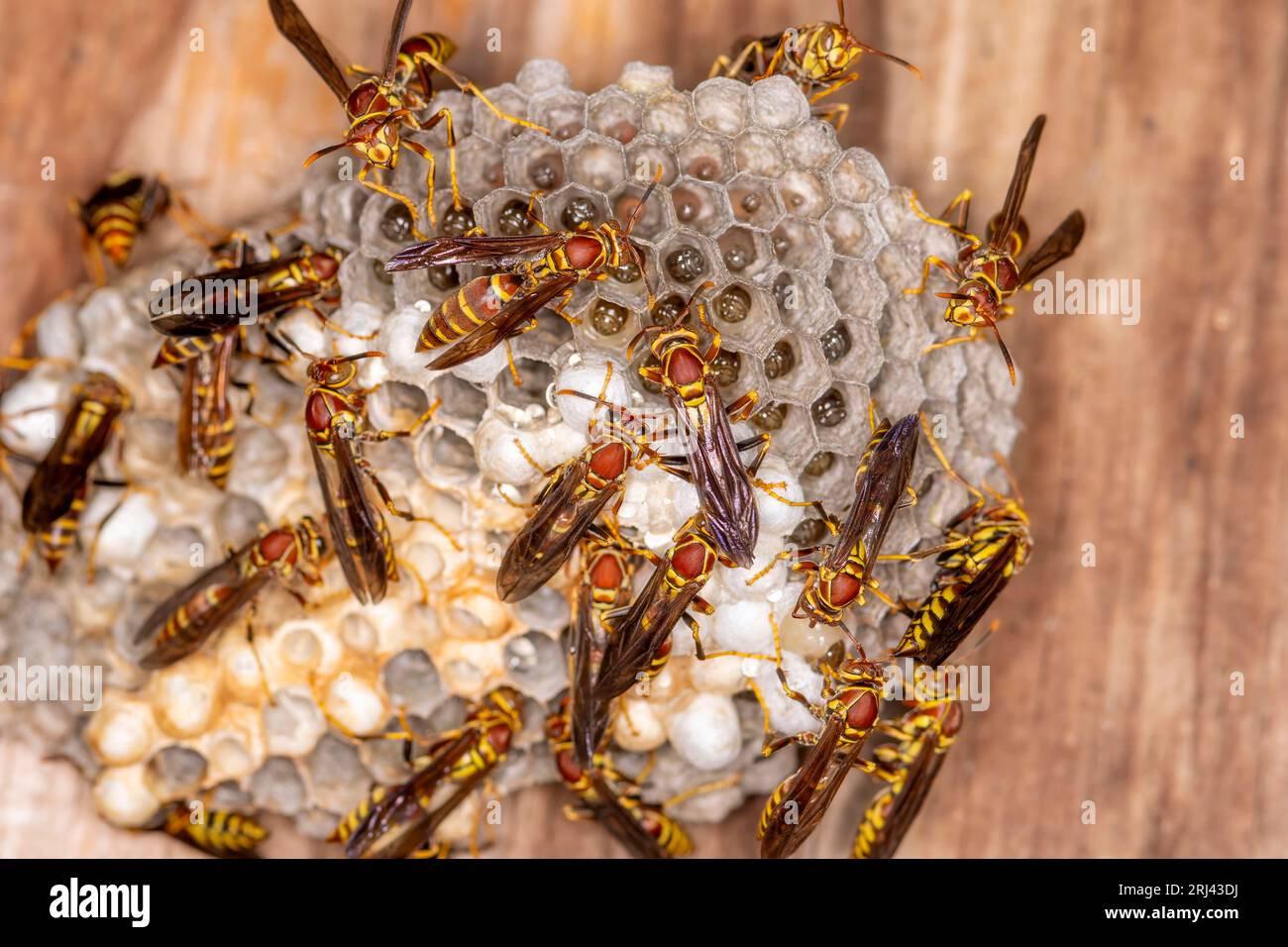 La vespa di carta si appollaiava sul suo nido con altre vespe che sorvegliavano le uova e sviluppavano la larva. Foto Stock