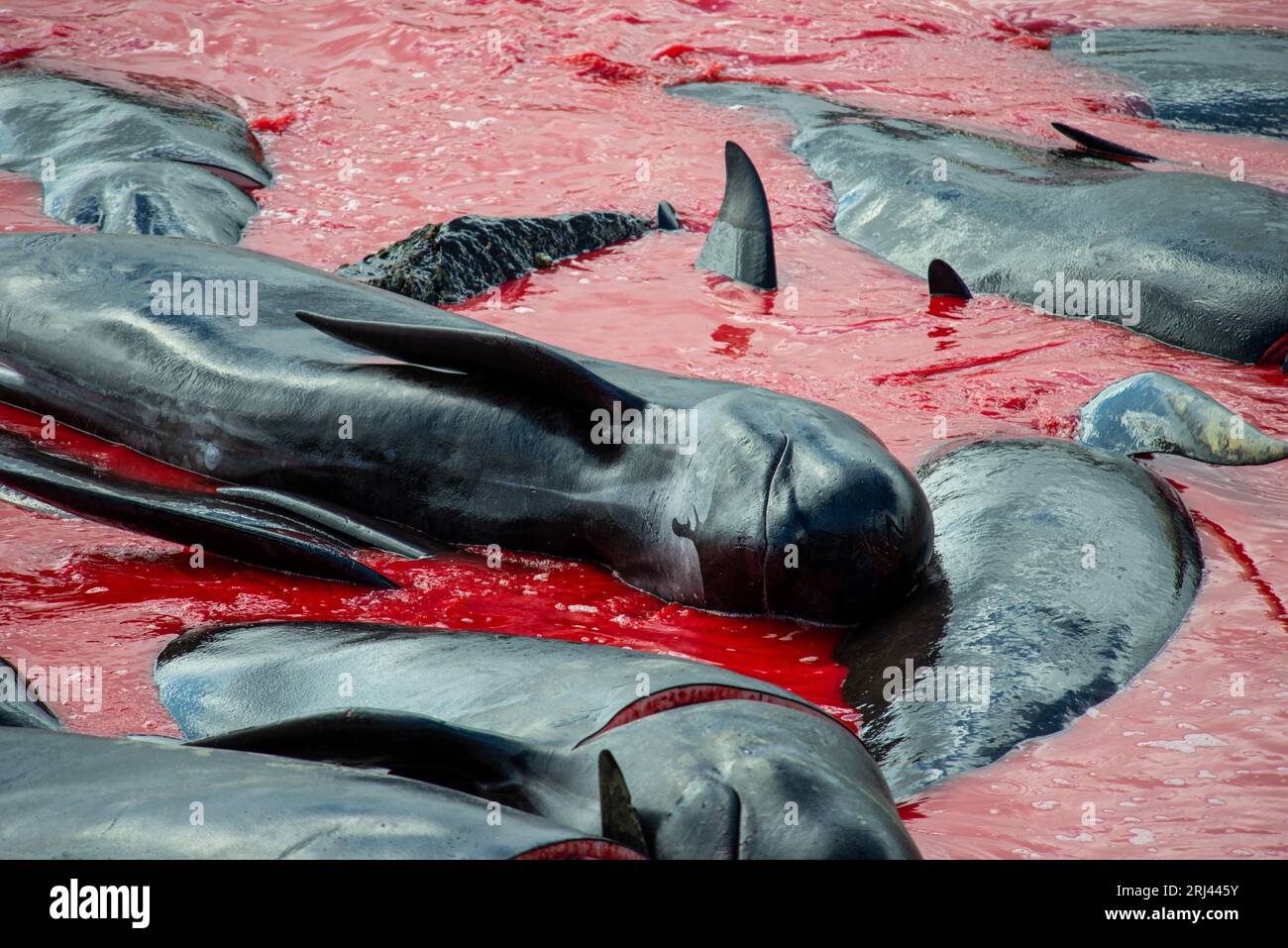 Balene pilota morte che seguono un giro di balene o macinano le Isole Faroe Foto Stock