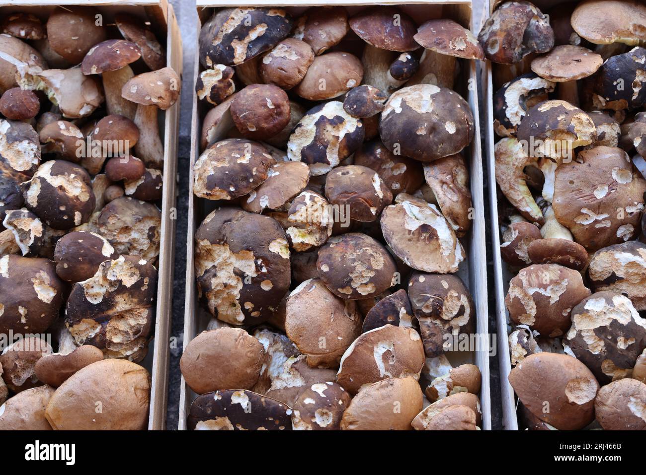 Les célèbres cèpes, champignons incontournables dans la cuisine et la gastronomie du Périgord. Bastide de Monpazier, Périgord, Dordogne, Francia, Europ Foto Stock