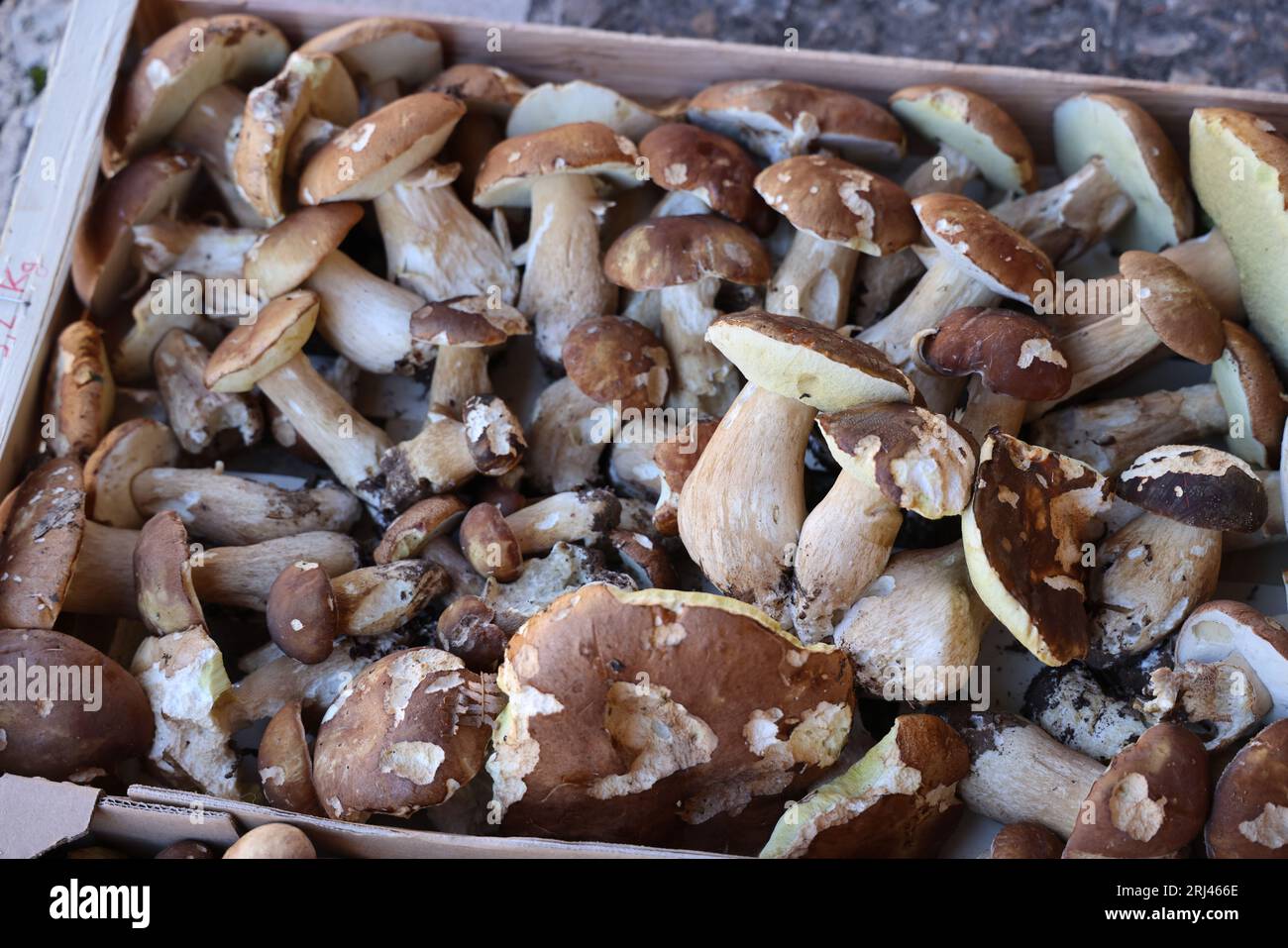 Les célèbres cèpes, champignons incontournables dans la cuisine et la gastronomie du Périgord. Bastide de Monpazier, Périgord, Dordogne, Francia, Europ Foto Stock