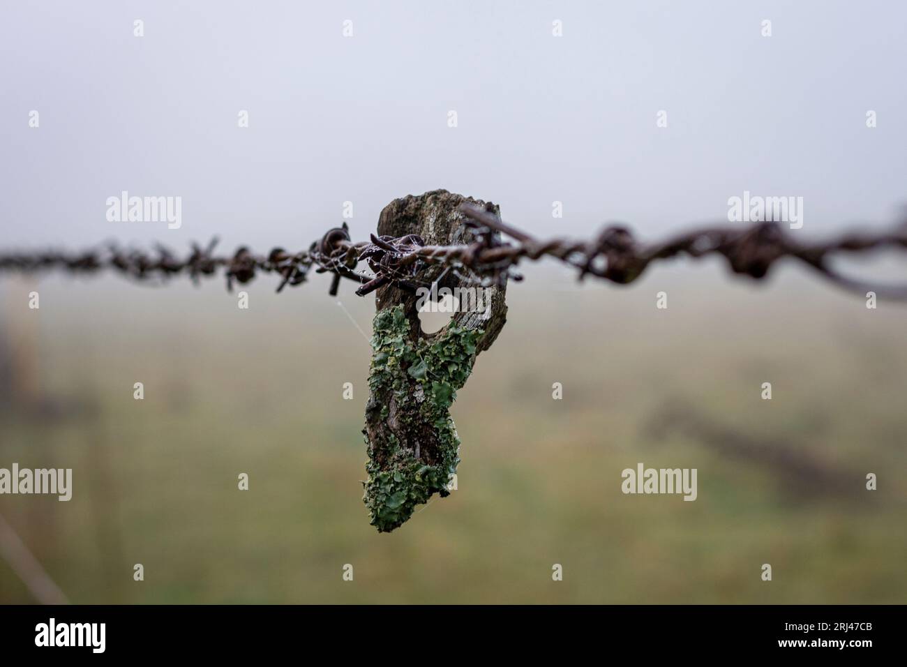 Un primo piano di un filo metallico ricoperto di muschio verde Foto Stock