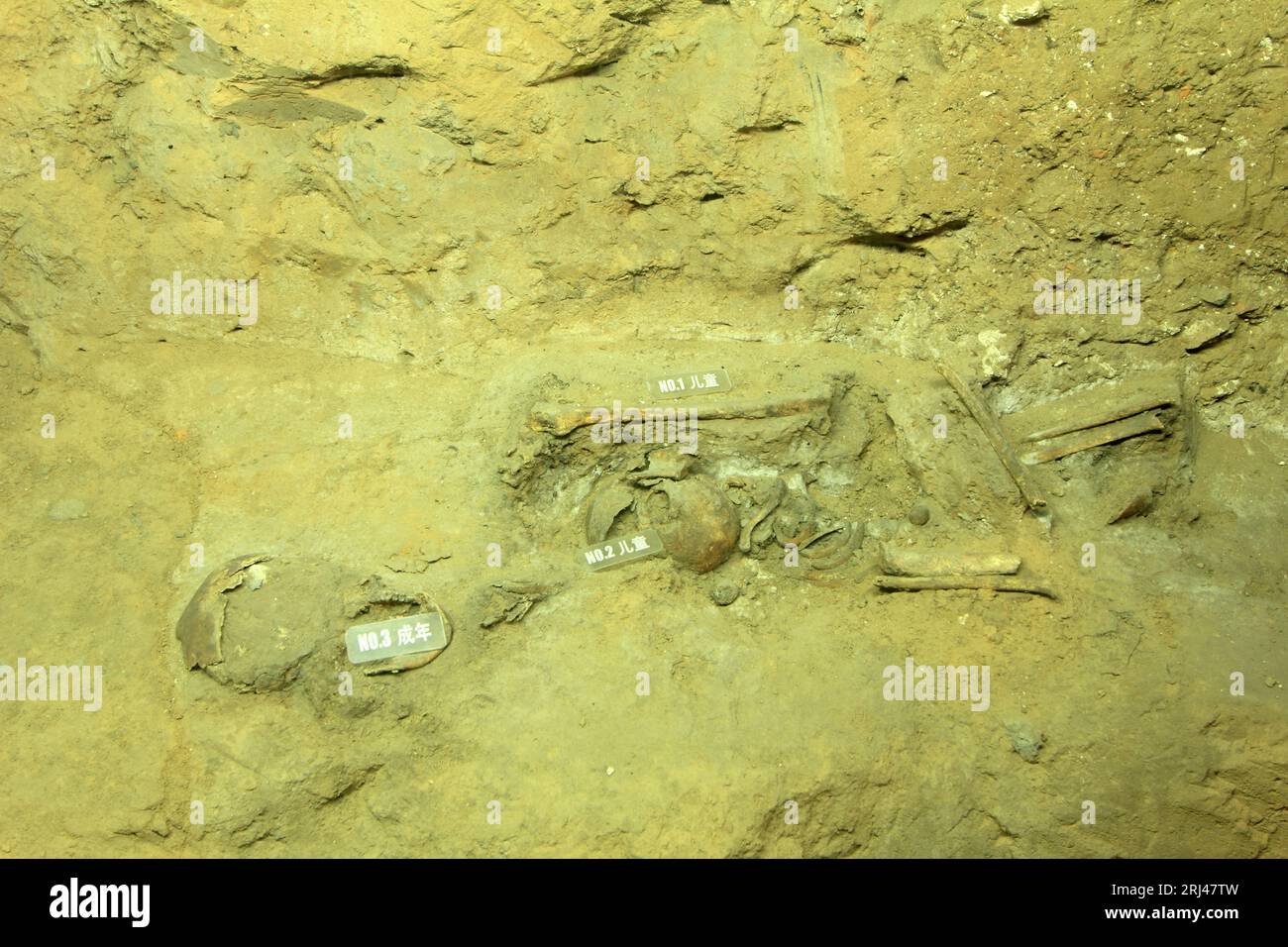 ossa secche nella sala, primo piano della foto, cina del nord Foto Stock