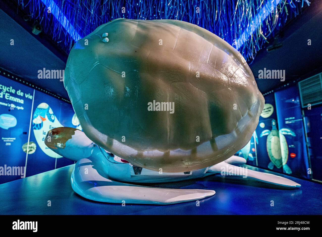 Kélonia, centro di cura delle tartarughe marine sull'isola di Réunion, dedicato alla riabilitazione, alla conservazione e all'educazione sulla protezione della vita marina. Foto Stock