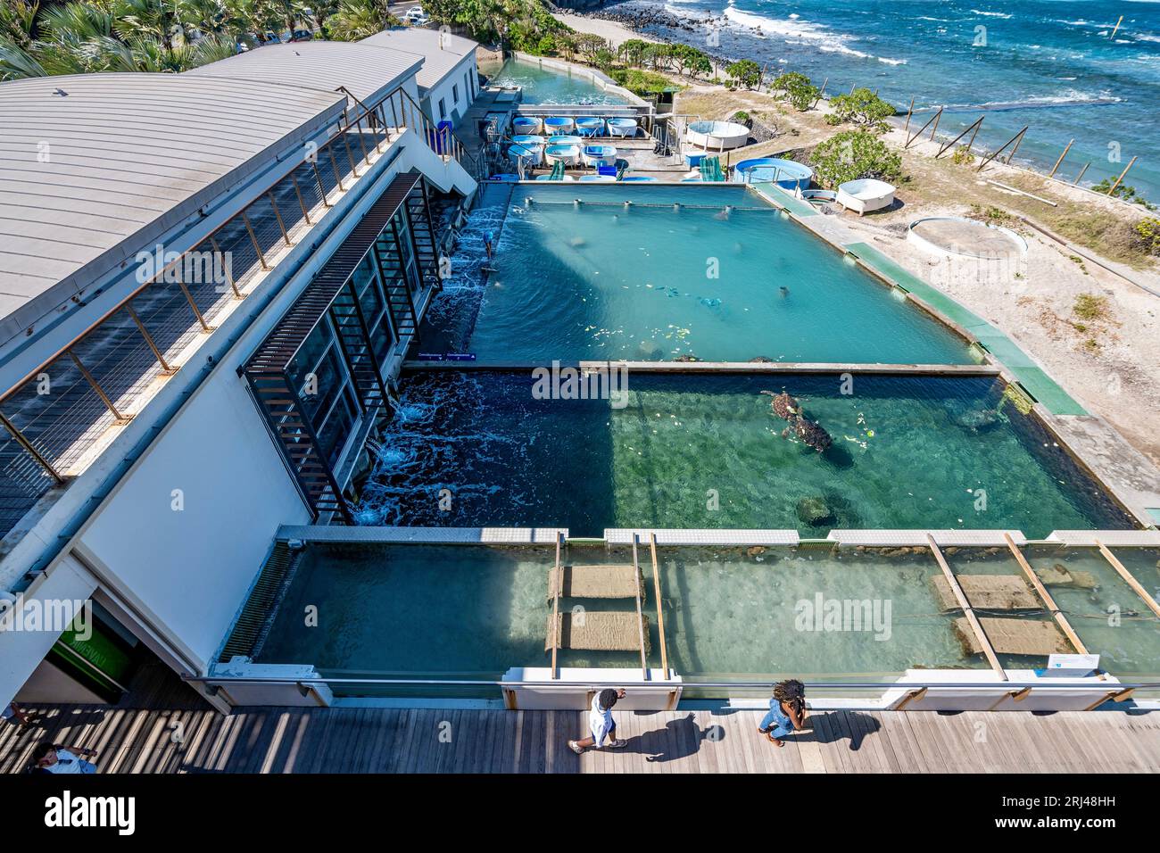 Kélonia, centro di cura delle tartarughe marine sull'isola di Réunion, dedicato alla riabilitazione, alla conservazione e all'educazione sulla protezione della vita marina. Foto Stock