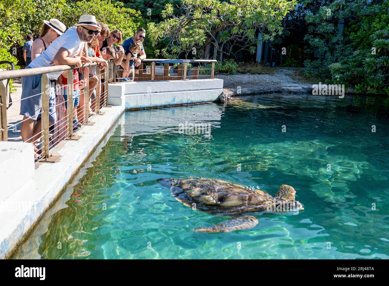 Kélonia, centro di cura delle tartarughe marine sull'isola di Réunion, dedicato alla riabilitazione, alla conservazione e all'educazione sulla protezione della vita marina. Foto Stock