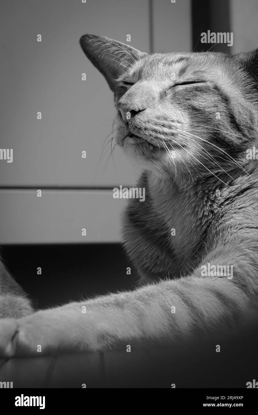 Un primo piano ritratto in scala di grigi di un gatto domestico con gli occhi chiusi. Foto Stock