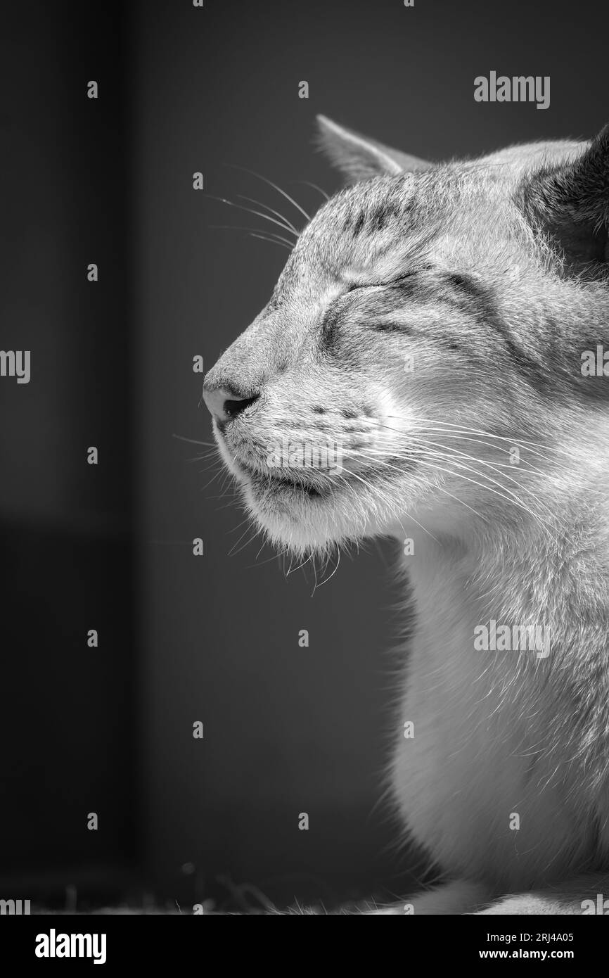 Un primo piano ritratto in scala di grigi di un gatto domestico con gli occhi chiusi. Foto Stock